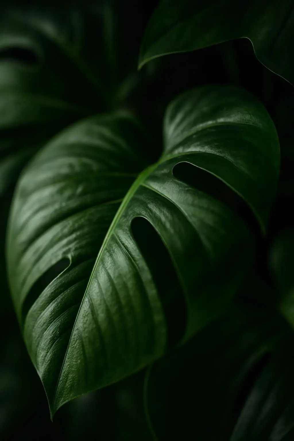 Monstera Artificielle  Avec Grand Pot en Céramique et Support en Bois