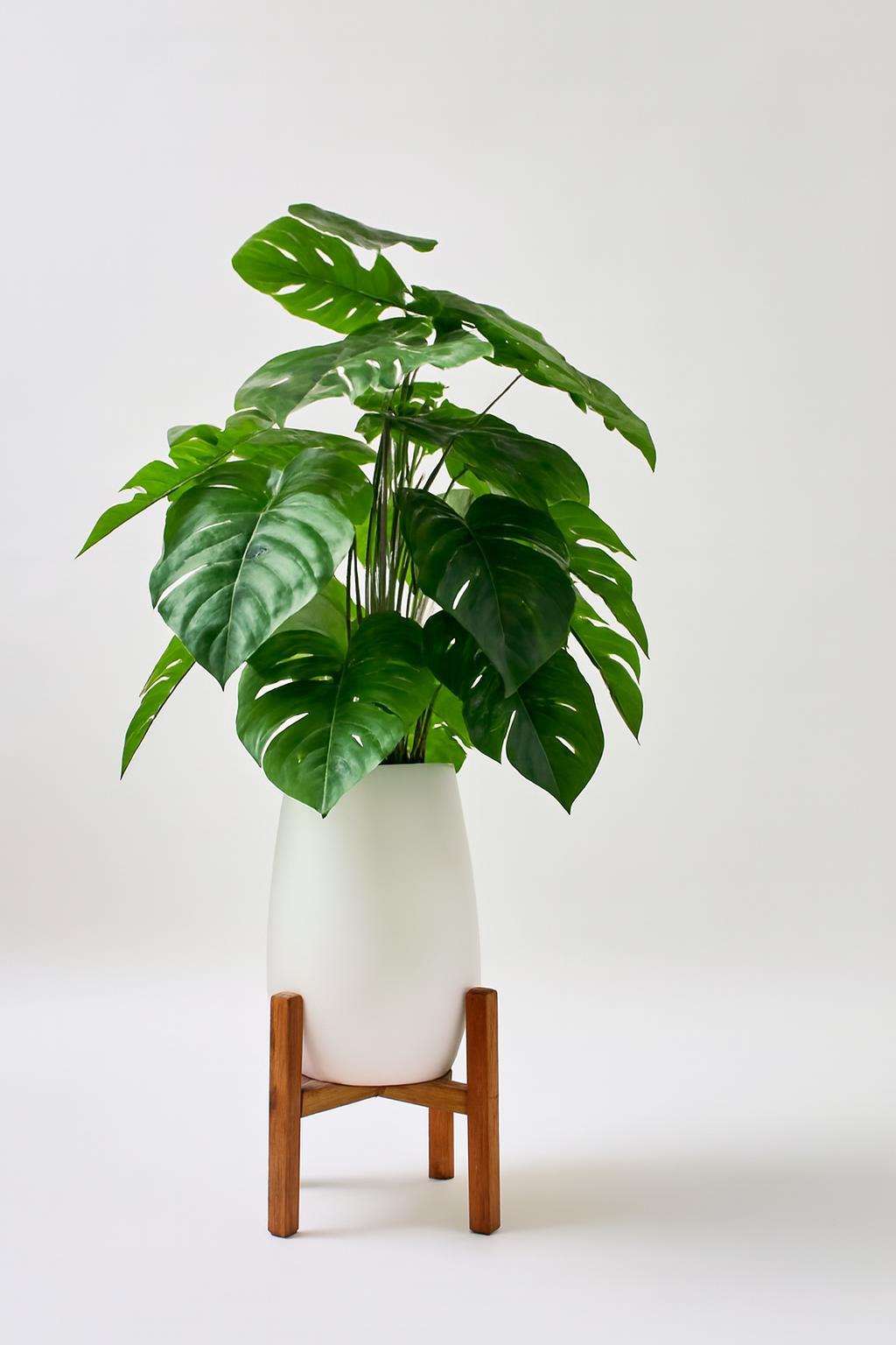 Monstera Artificielle  Avec Grand Pot en Céramique et Support en Bois 2