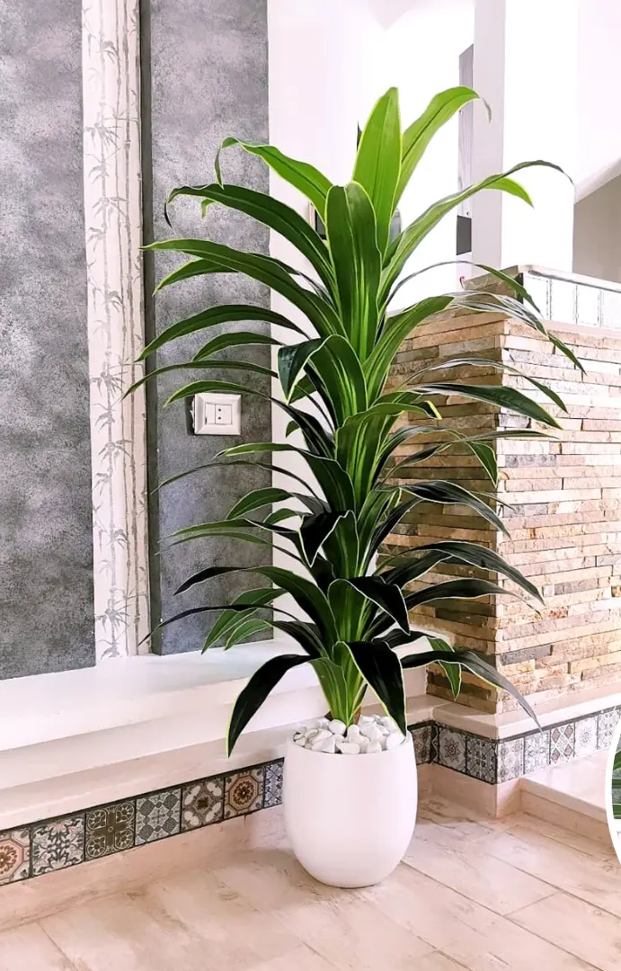 Artificial Dracaena Fragrans with Ceramic Pot XT25