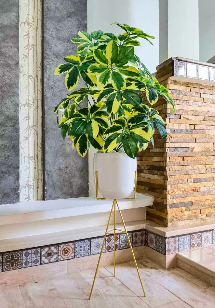 Schefflera arboricola artificiel avec pot en céramique et support X112