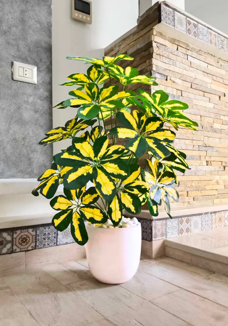 Schefflera arboricola artificiel Dans Un Pot En Céramique X104