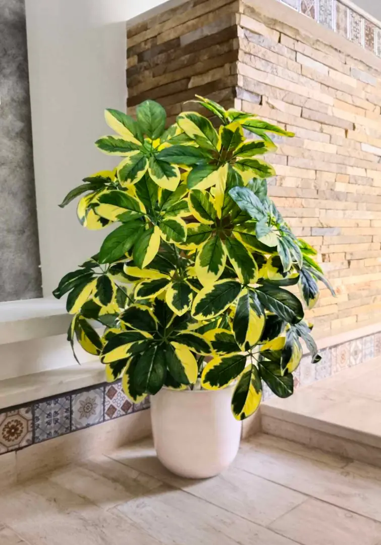 Schefflera arboricola artificiel Dans Un Pot En Céramique X108