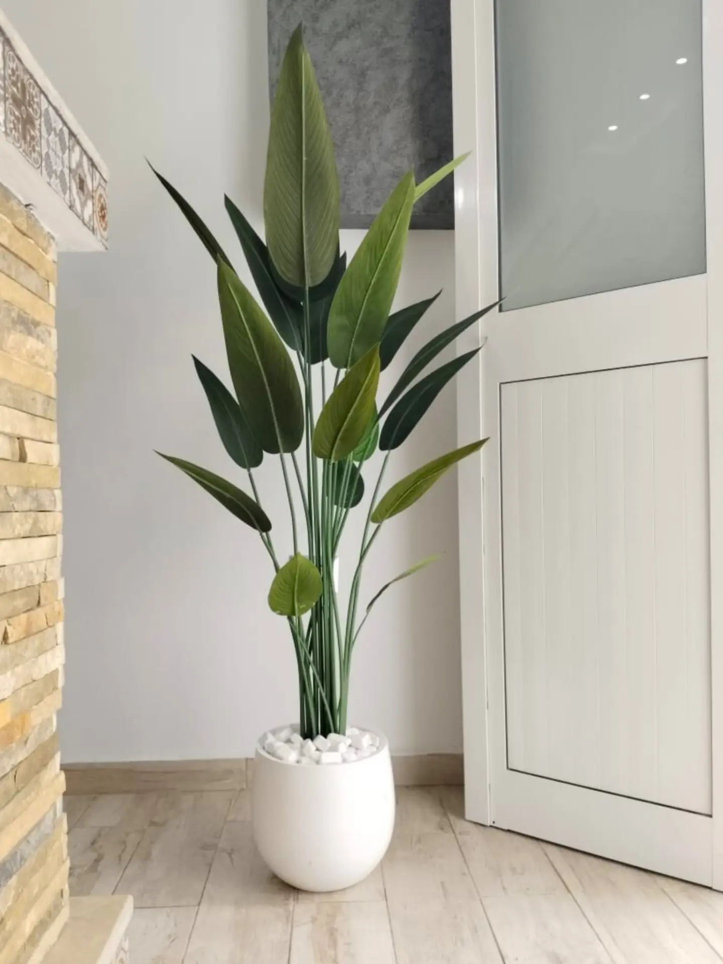 Strelitzia à fines feuilles avec un pot en céramique de hauteur totale de 1.65m – D130