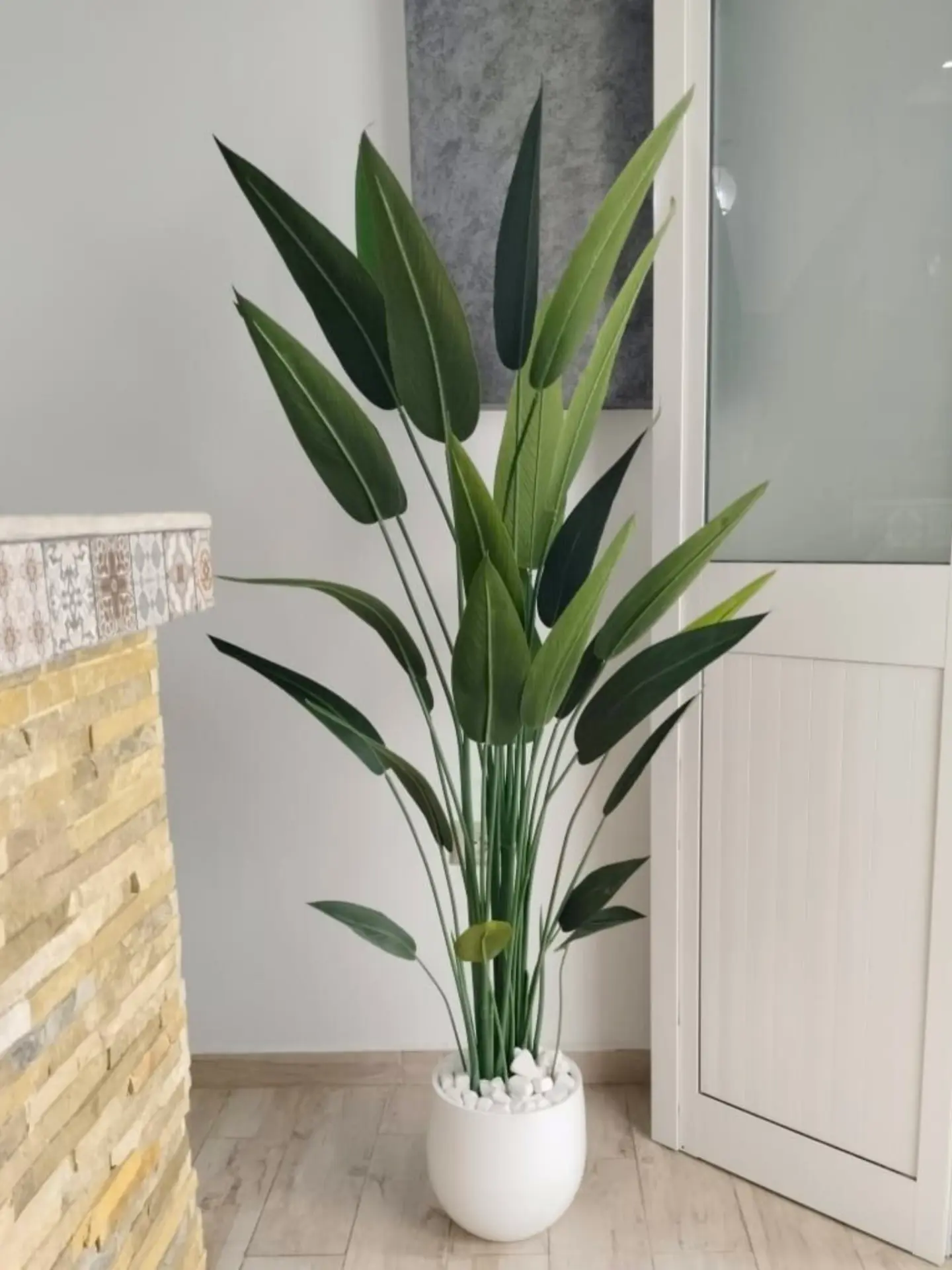 Strelitzia à fines feuilles avec un pot en céramique de hauteur totale de 1.9m – D132